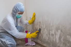  Eagleville, PA Mold Removal Pros